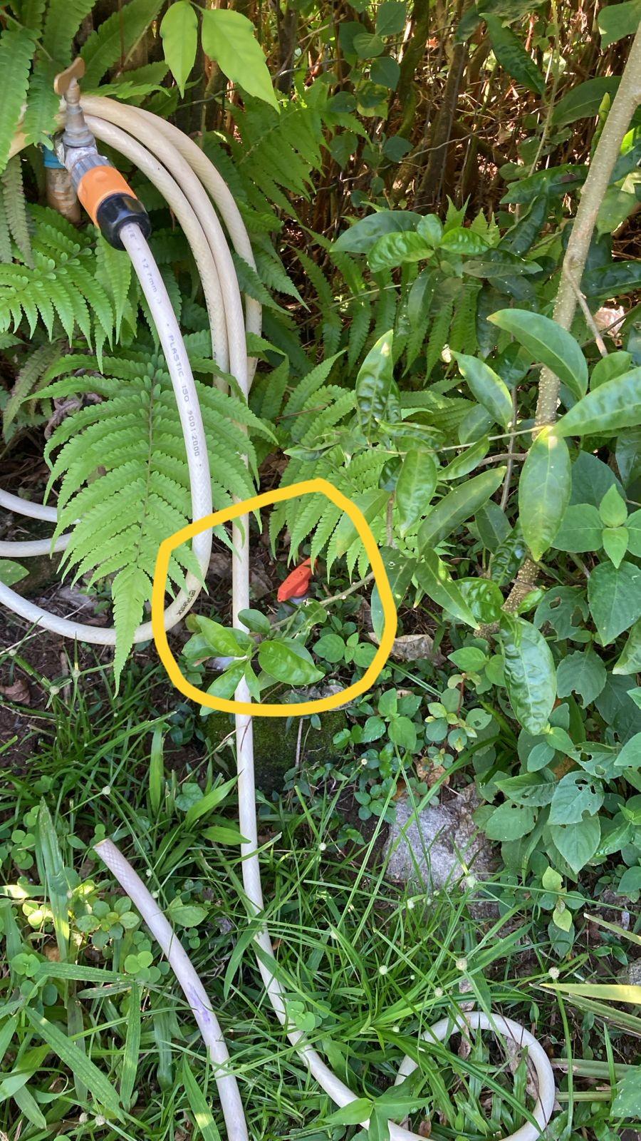 Filtro Peroba