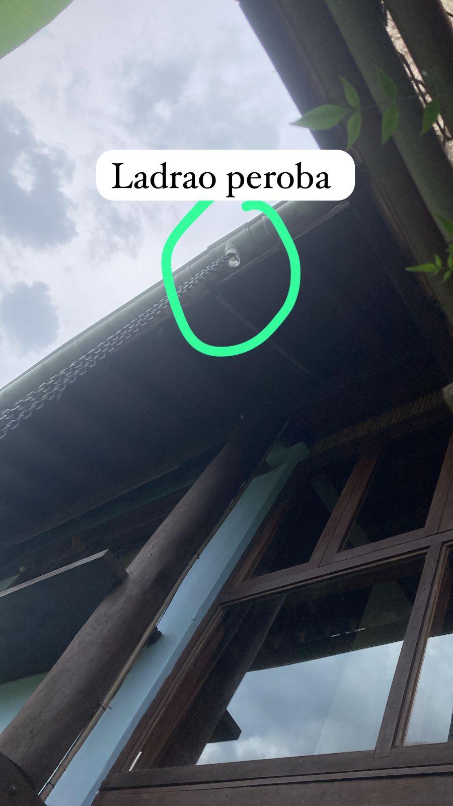 Ladrão da caixa Peroba